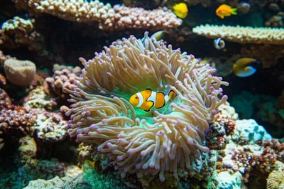 Illustration niche - Image 1