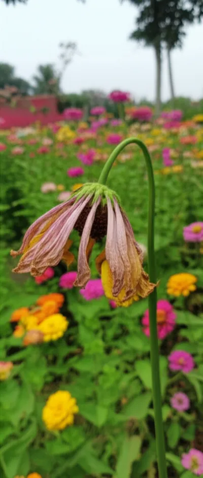 Illustration minus - Image 1