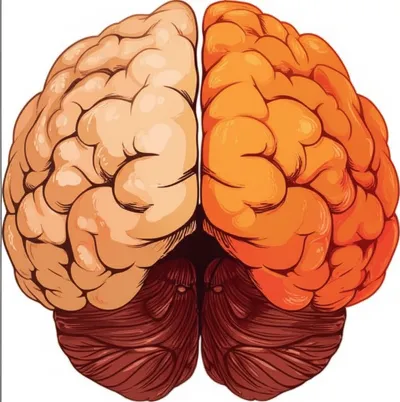 Illustration lobes - Image 1