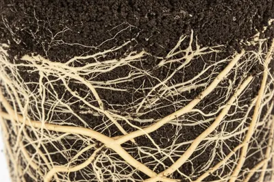 Illustration rad - Image 1