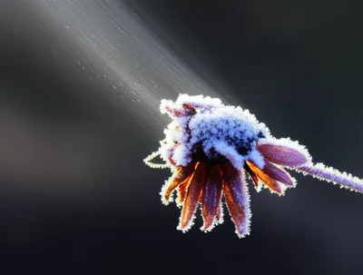 Illustration cooled - Image 1