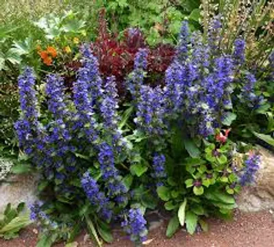 Illustration bugle - Image 2