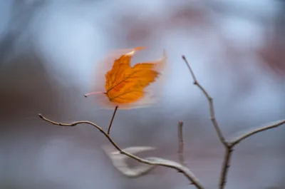 Illustration quivering