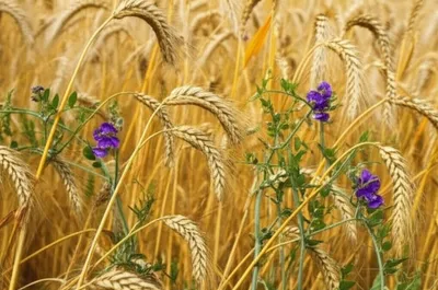 Illustration tare - Image 1