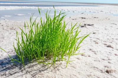 Illustration saltgrass