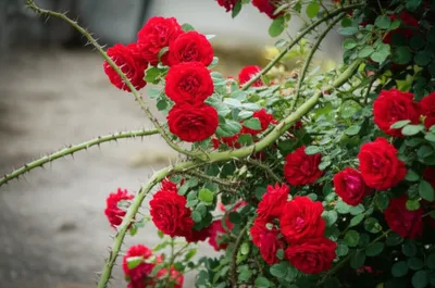 Illustration hypostases - Image 1