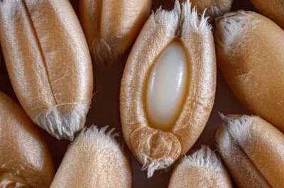 Illustration milky - Image 1