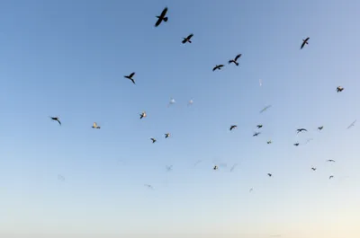 Hình ảnh minh họa freely - Ảnh 1