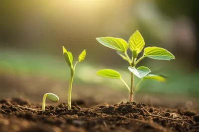 Illustration youngest