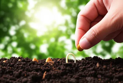 Illustration planting - Image 1