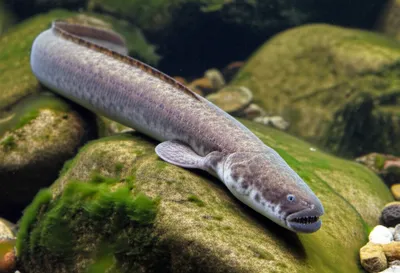 Illustration lampreys - Image 1