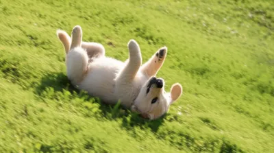 Illustration rolls - Image 1