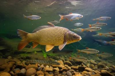 Illustration cyprinoid - Image 1