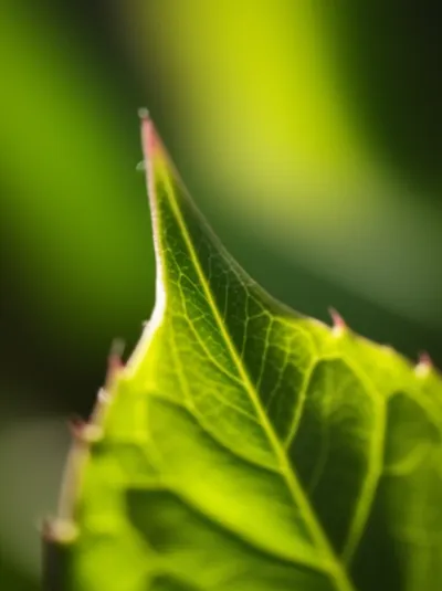 Illustration tooth - Image 1