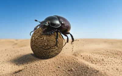 Illustration scarabs - Image 1