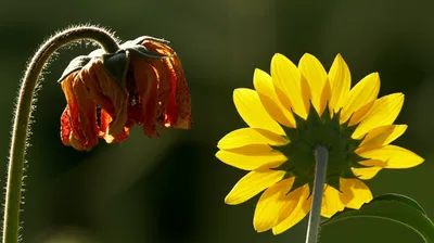 Illustration disfavour - Image 1