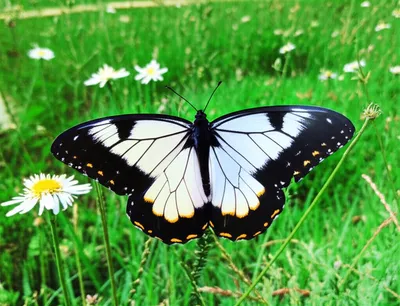 Illustration intact - Image 1