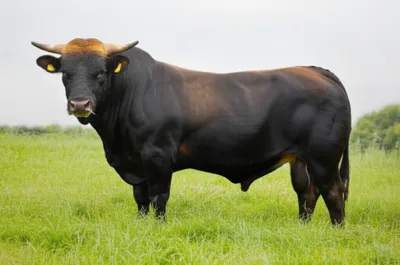 Illustration uncastrated