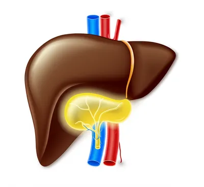 Illustration receptacles - Image 1