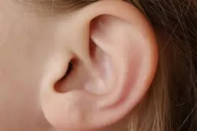 Illustration ear - Image 2