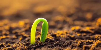 Illustration births - Image 1