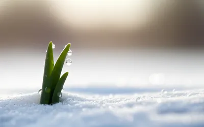 Illustration thaws - Image 1