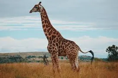 Illustration giraffe - Image 2