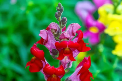 Illustration antirrhinum - Image 2