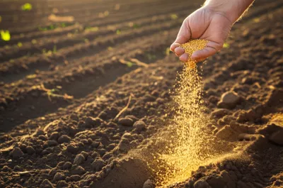 Illustration sowed - Image 1