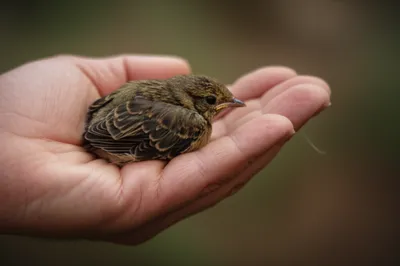 Illustration envelops - Image 1