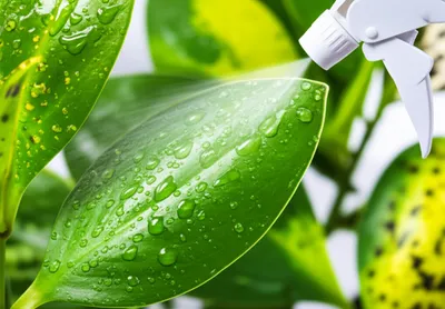 Illustration fungicide