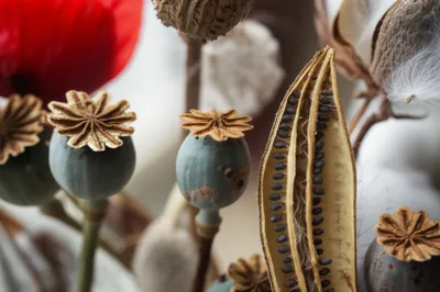 Illustration capsules - Image 1