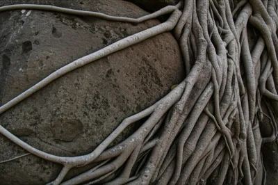 Illustration ingrained - Image 1