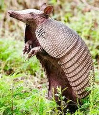 Illustration armored - Image 3