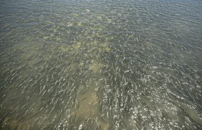 Illustration spawns - Image 1