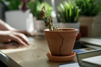 Illustration disfavour - Image 1