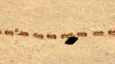 Illustration followed - Image 1