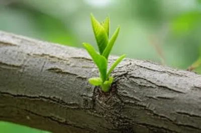 Illustration graft - Image 1