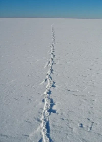 Illustration fur - Image 1