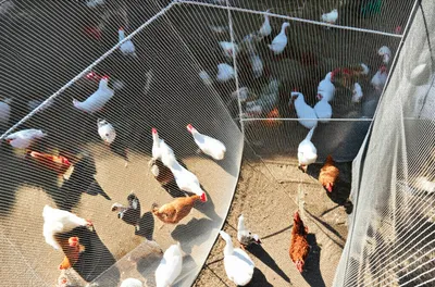 Illustration coop - Image 1