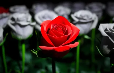 Illustration marks - Image 1