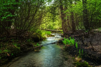 Illustration burns - Image 1