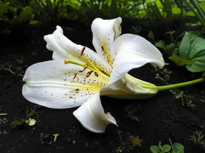 Illustration defile - Image 1