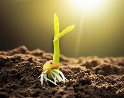 Illustration stimulated