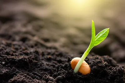 Illustration inchoate - Image 1