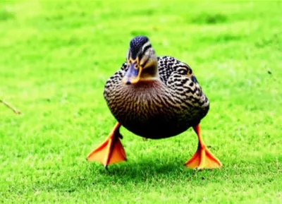 Illustration waddles