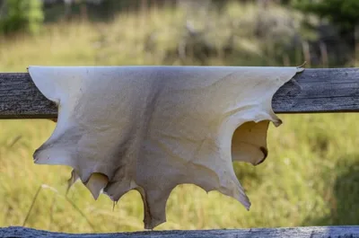 Illustration buckskin - Image 1