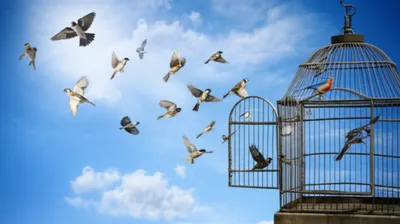 Illustration dropped - Image 1