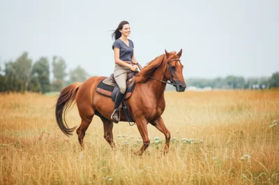 Illustration rode - Image 1