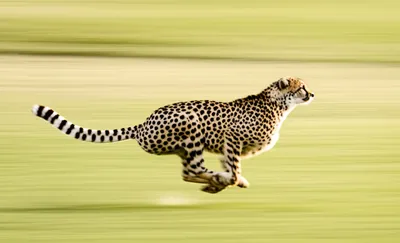 Illustration streaking